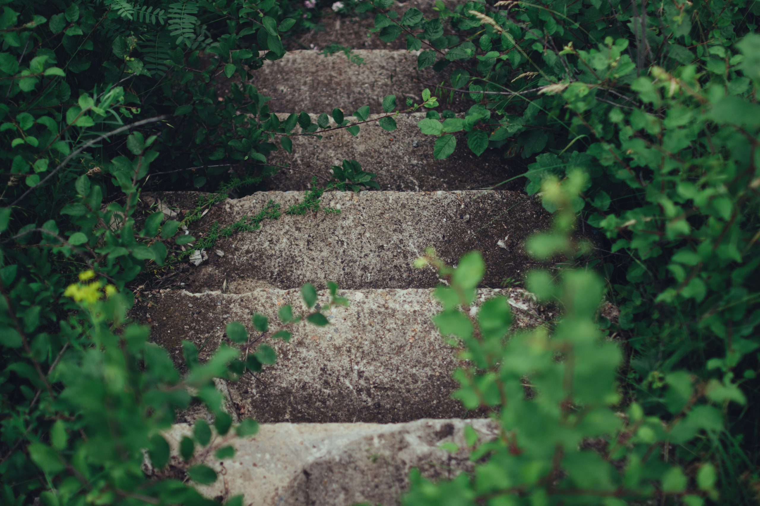 A moody photo of stairs with bushes on either side