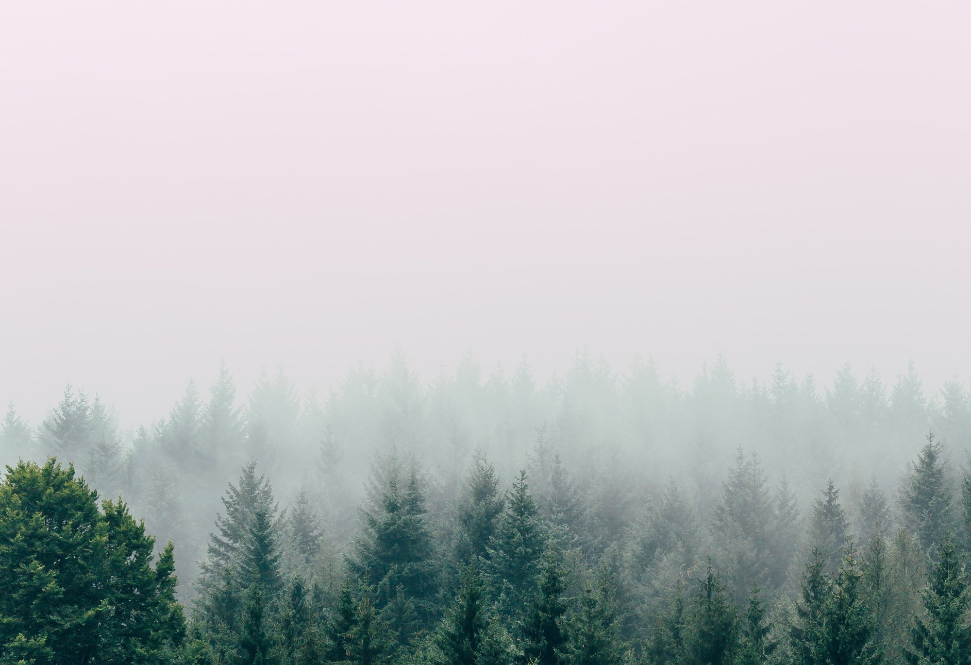 Trees in the mist